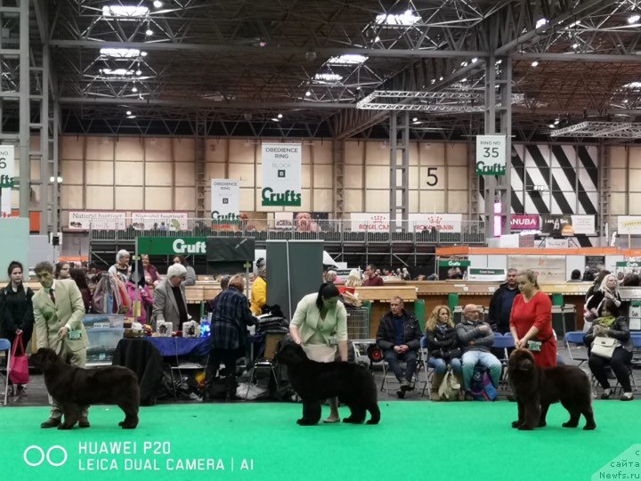 Фото: ньюфаундленд Ньюфорт Овейшен Голди Кнайт