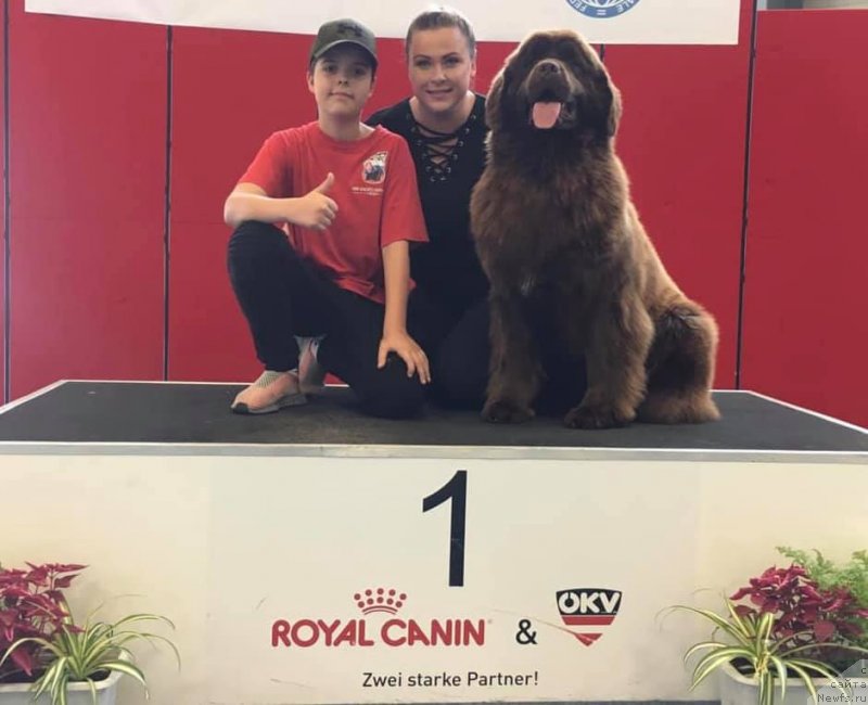 Фото: ньюфаундленд Ньюфорт Овейшен Голди Кнайт