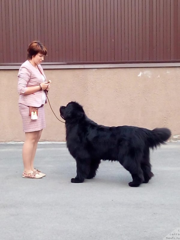 Фото: ньюфаундленд Их Высочество Виола Жанмоника (Ih Visochestvo Viola Zhanmonika), Людмила Кудрявцева
