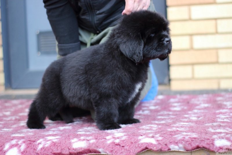 Фото: ньюфаундленд Eclipseofthemoon Newfoundlandhills Newfoundlandhills