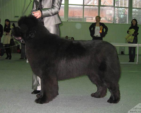 Фото: ньюфаундленд Князь Додон с Берега Дона (Knyaz Dodon s Berega Dona)