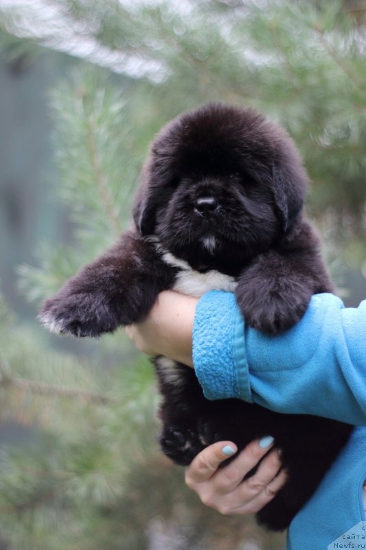 Фото: ньюфаундленд Eclipseofthemoon Newfoundlandhills Newfoundlandhills