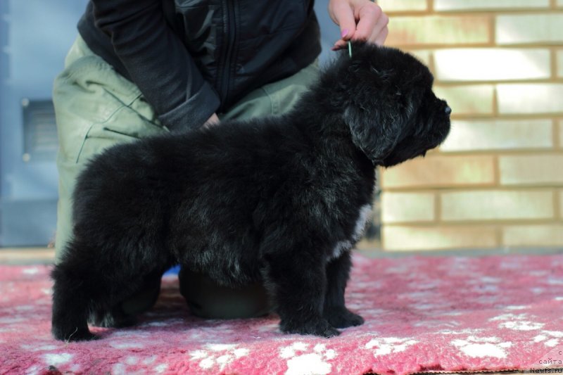 Фото: ньюфаундленд Eclipseofthemoon Newfoundlandhills Newfoundlandhills