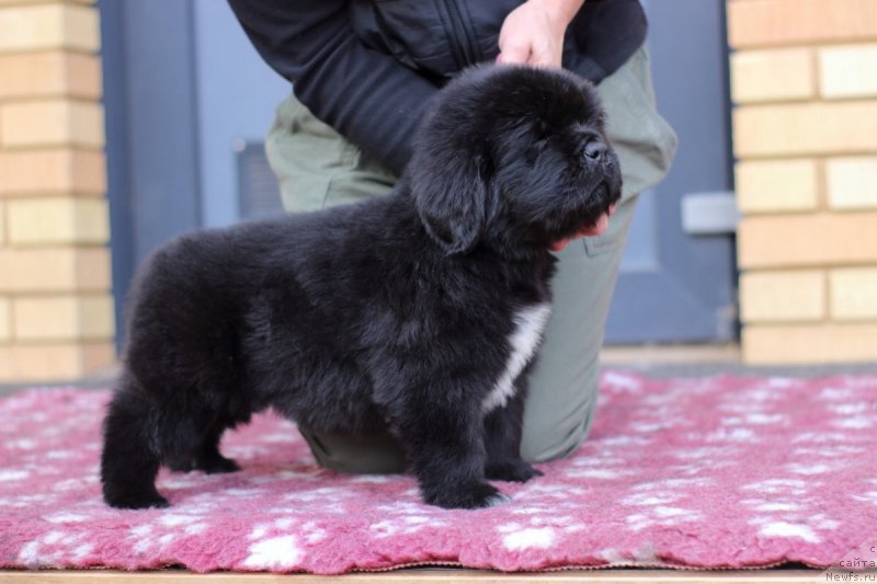 Фото: ньюфаундленд Eclipseofthemoon Newfoundlandhills Newfoundlandhills