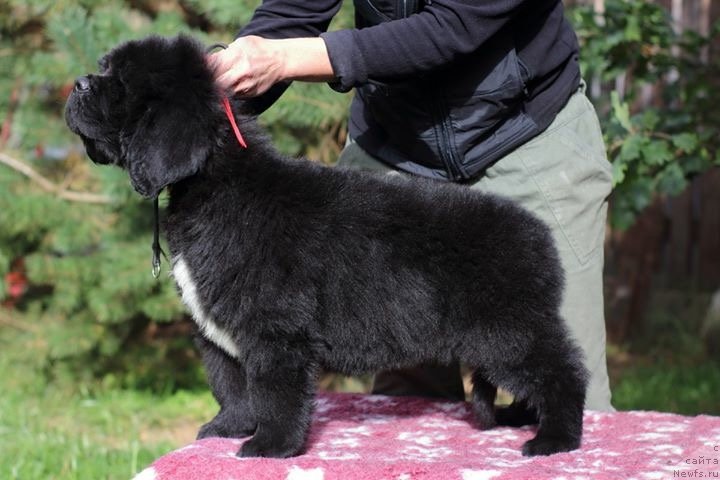 Фото: ньюфаундленд Mollybrooks The Mark of Grace