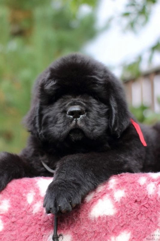 Фото: ньюфаундленд Mollybrooks The Mark of Grace