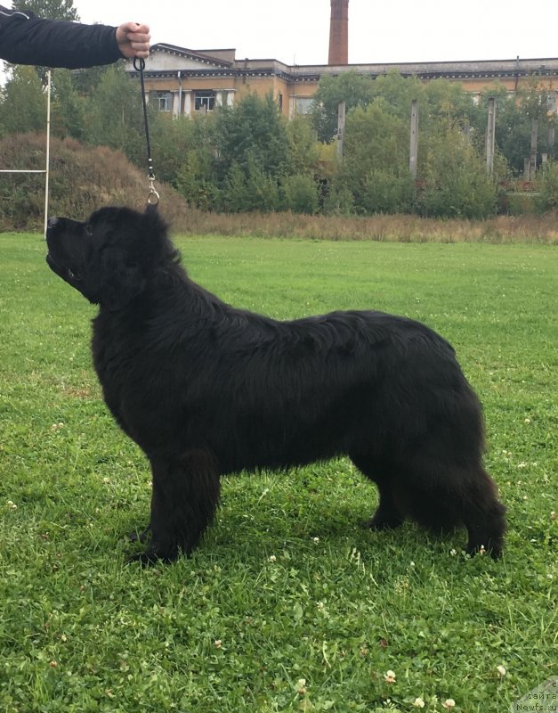 Фото: ньюфаундленд Смигар Грейслейк (Smigar Greysleyk)