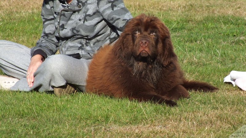 Фото: ньюфаундленд Браунблад МСК Фаворит Паблик