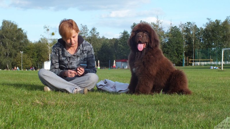 Фото: ньюфаундленд Браунблад МСК Фаворит Паблик