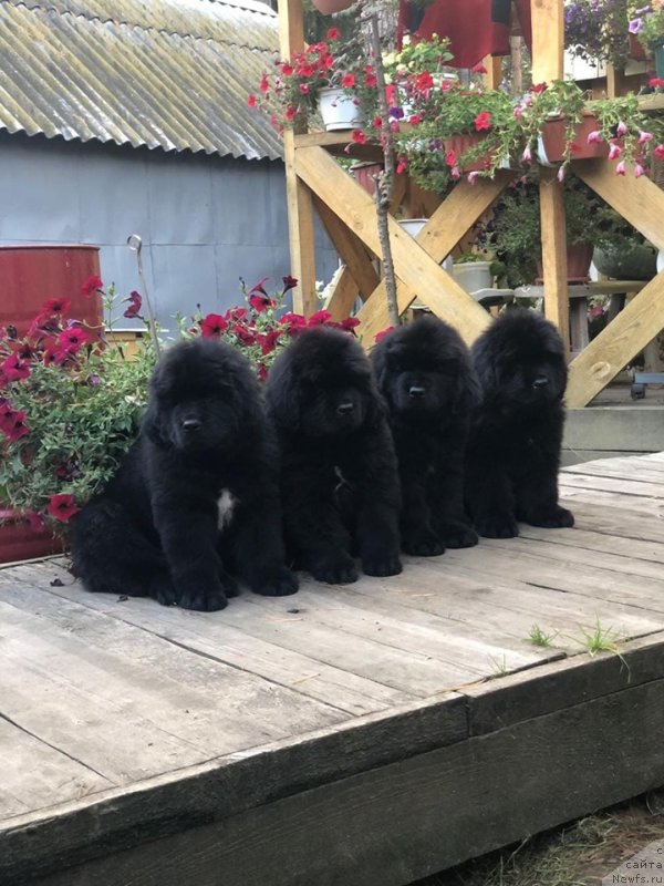 Фото: ньюфаундленд Ньюфорт Вивиан