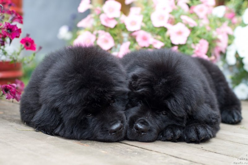 Фото: ньюфаундленд Ньюфорт Вивиан