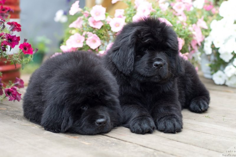 Фото: ньюфаундленд Ньюфорт Вивиан