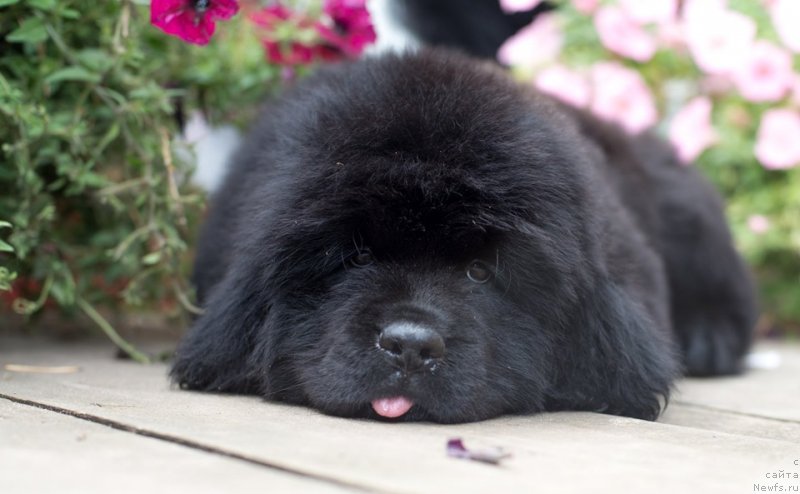 Фото: ньюфаундленд Ньюфорт Вивиан