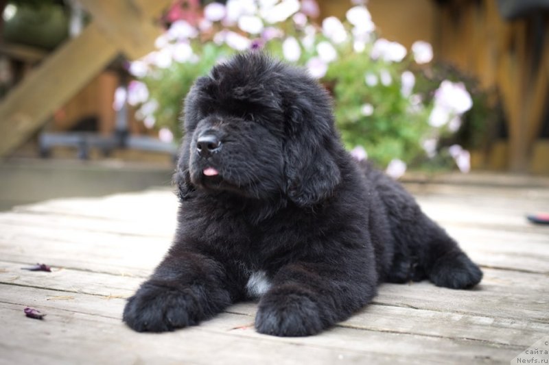 Фото: ньюфаундленд Ньюфорт Вивиан