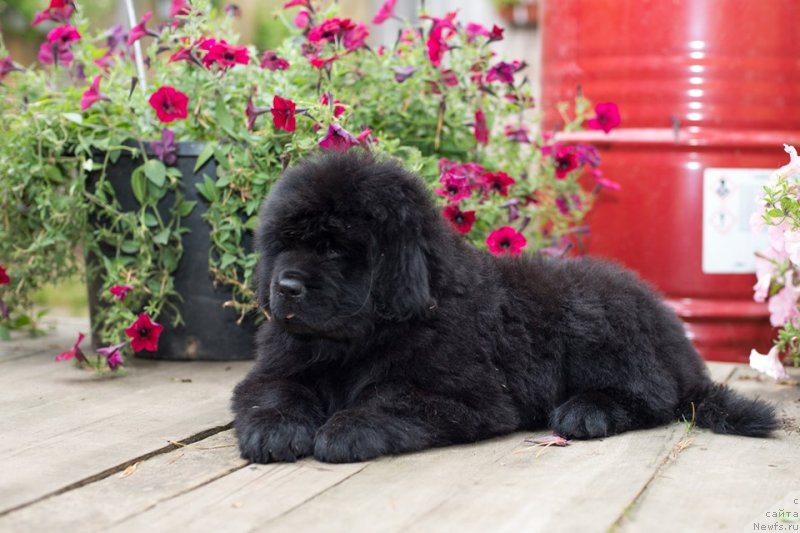 Фото: ньюфаундленд Ньюфорт Вивиан