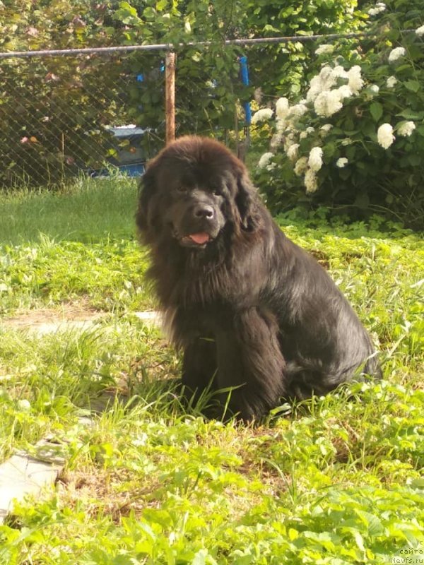 Фото: ньюфаундленд Velyke Malyatko Kalyna Bilotsvitna