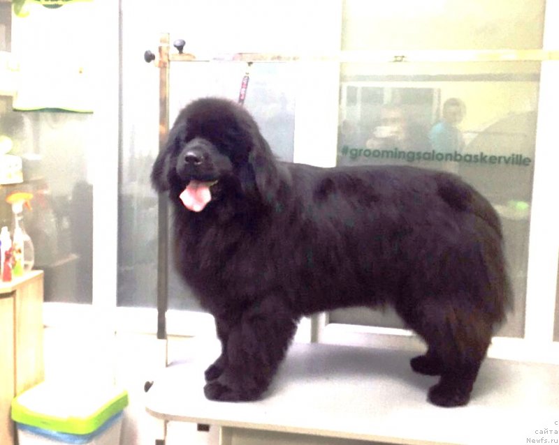 Фото: ньюфаундленд Velyke Malyatko Kava z Pertsem