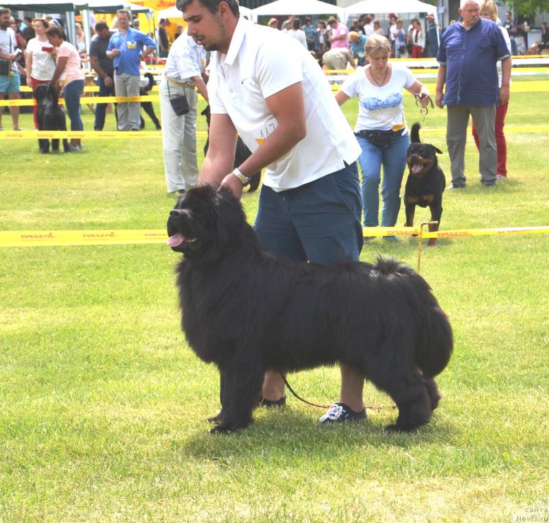 Фото: ньюфаундленд Velyke Malyatko Krok Nazustrich