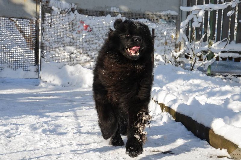 Фото: ньюфаундленд Velyke Malyatko Krok Nazustrich
