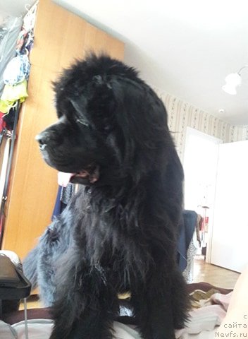 Фото: ньюфаундленд Белкондер-Клаб Кассий Дион