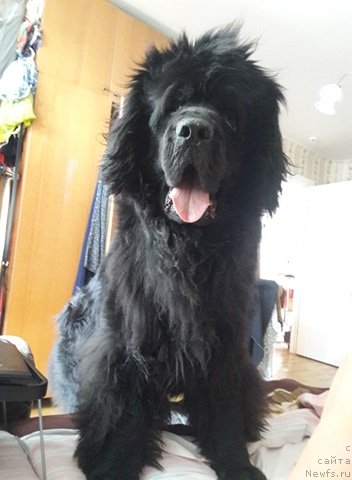 Фото: ньюфаундленд Белкондер-Клаб Кассий Дион