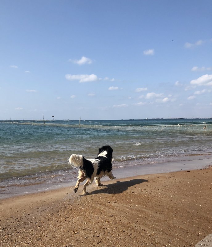 Фото: ньюфаундленд Адонис Ла Флёр, ньюфаундленд Адонис Ла Флёр