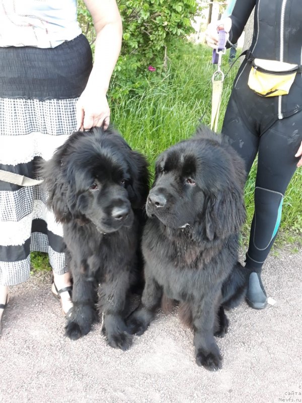 Фото: ньюфаундленд Смигар Голливуд Смайл, ньюфаундленд Смигар Глен Эллен (Smigar Glen Ellen)