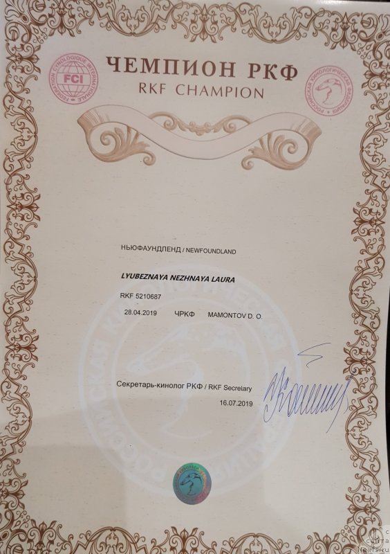 Фото: ньюфаундленд Любезная Нежная Лаура (Lyubeznaya Nezhnaya Laura)