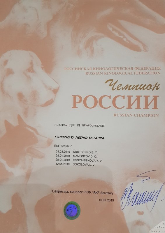 Фото: ньюфаундленд Любезная Нежная Лаура (Lyubeznaya Nezhnaya Laura)