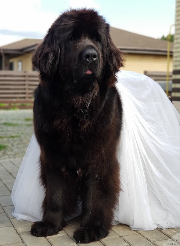 Фото: ньюфаундленд Любезная Нежная Лаура (Lyubeznaya Nezhnaya Laura)