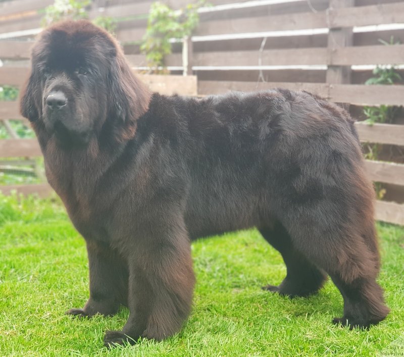 Фото: ньюфаундленд Любезная Нежная Лаура (Lyubeznaya Nezhnaya Laura)