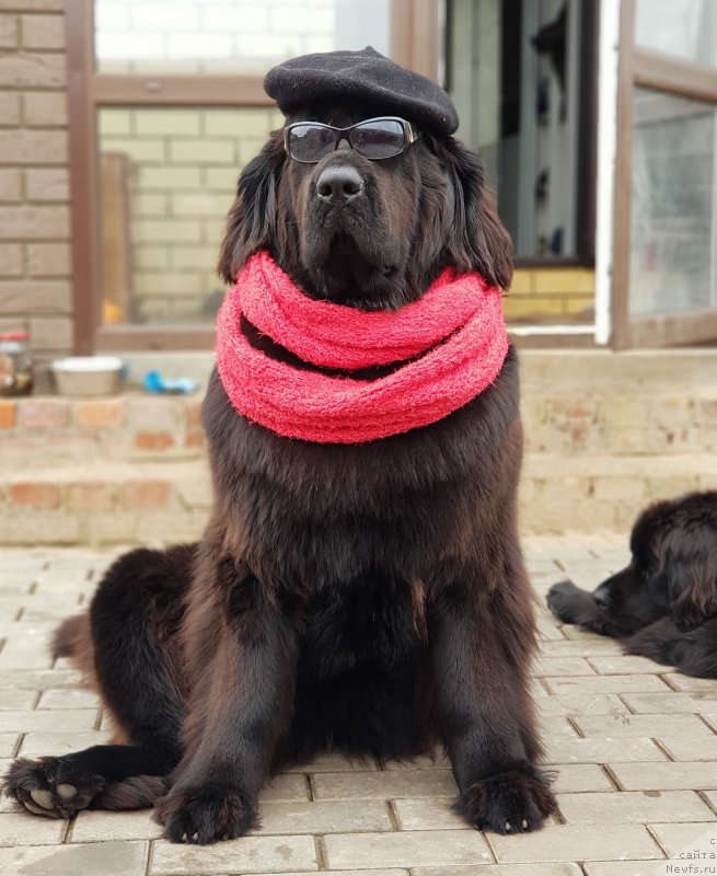 Фото: ньюфаундленд Любезная Нежная Лаура (Lyubeznaya Nezhnaya Laura)