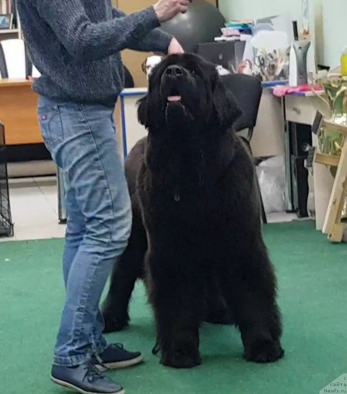 Фото: ньюфаундленд Любезная Нежная Лаура (Lyubeznaya Nezhnaya Laura)