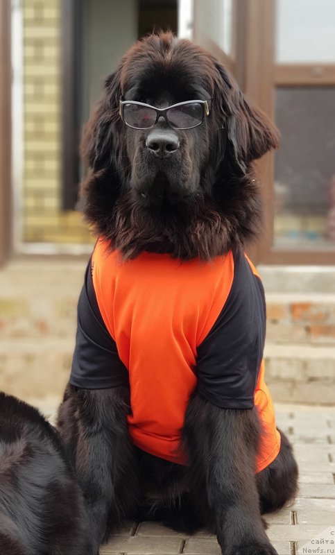 Фото: ньюфаундленд Лаской Согревающая Лаика (Laskoy Sogrevayuschaya Laika)