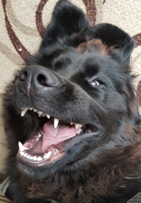 Фото: ньюфаундленд Лаской Согревающая Лаика (Laskoy Sogrevayuschaya Laika)