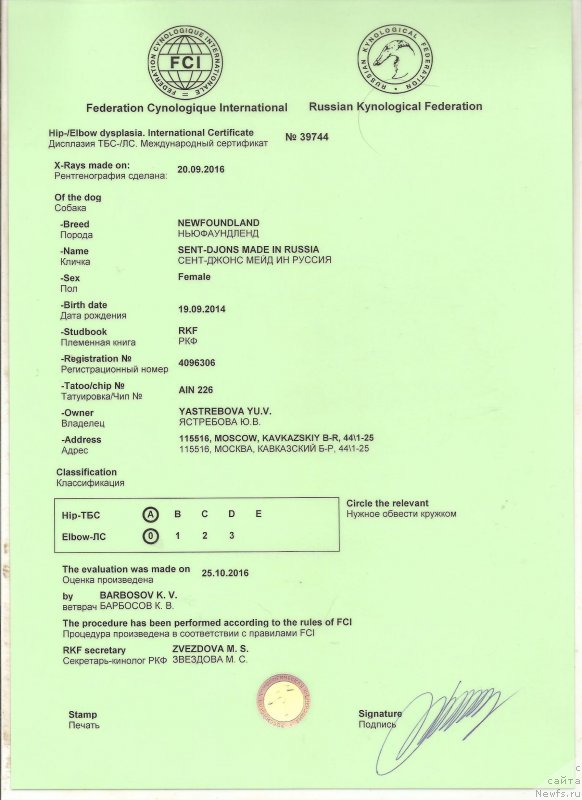Фото: ньюфаундленд Сент Джонс Мейд ин Руссия (Sent Djons Made in Russia)