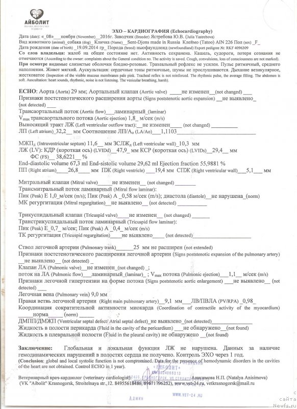 Фото: ньюфаундленд Сент Джонс Мейд ин Руссия (Sent Djons Made in Russia)