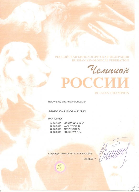 Фото: ньюфаундленд Сент Джонс Мейд ин Руссия (Sent Djons Made in Russia)