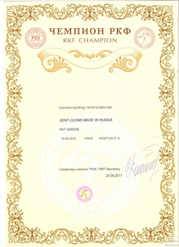 Фото: ньюфаундленд Сент Джонс Мейд ин Руссия (Sent Djons Made in Russia)