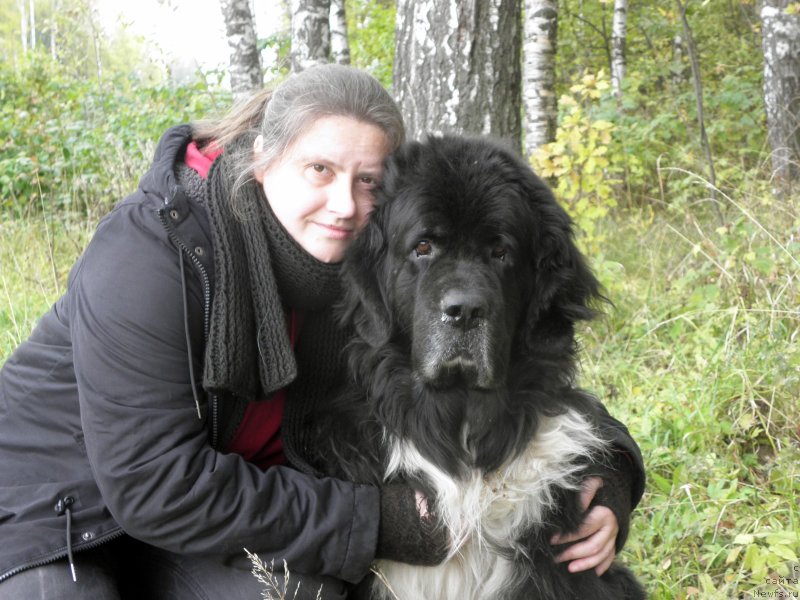 Фото: ньюфаундленд Старбимовлав Гардемарин, Алла Тузкова