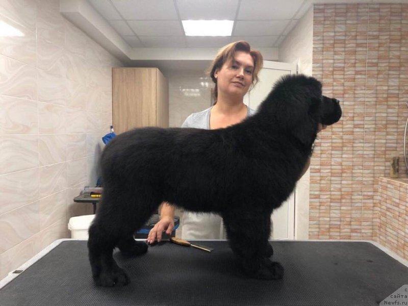 Фото: ньюфаундленд Raymond Best in Show