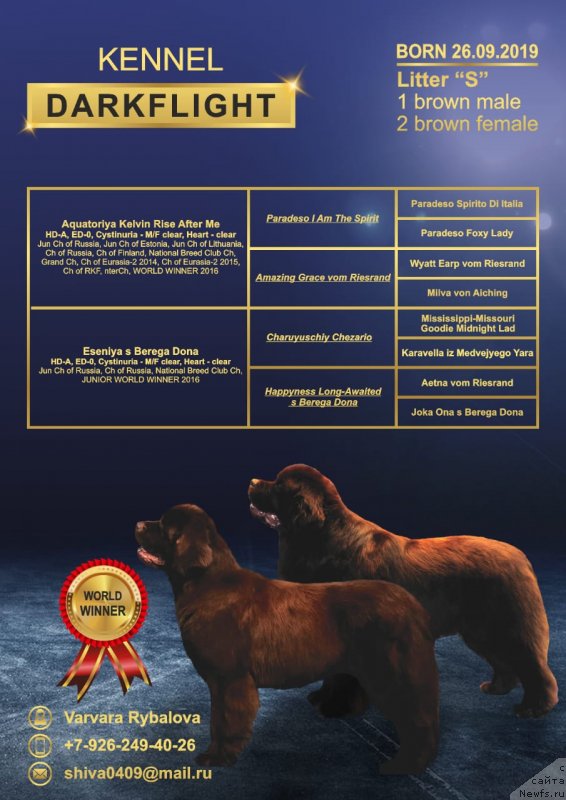 Фото: ньюфаундленд Есения с Берега Дона (Eseniya s Berega Dona)