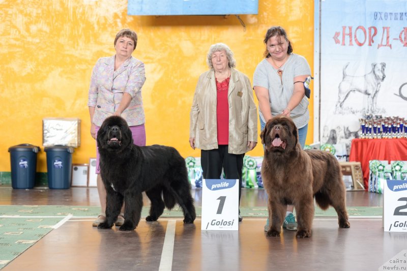 Фото: ньюфаундленд Даркфлайт Итта (Darkflight Itta)