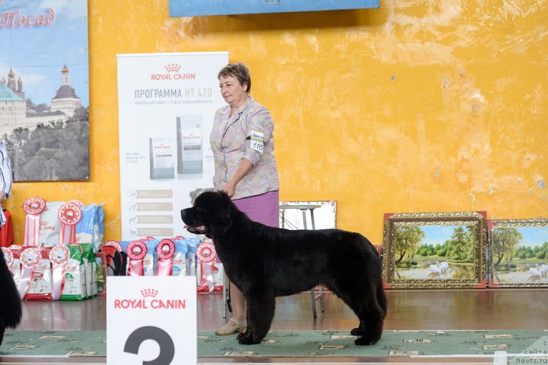 Фото: ньюфаундленд Даркфлайт Итта (Darkflight Itta)