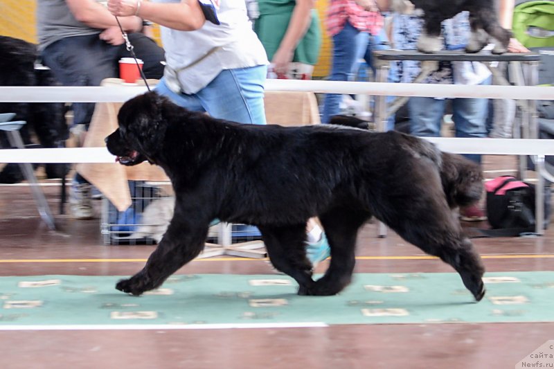 Фото: ньюфаундленд Даркфлайт Итта (Darkflight Itta)