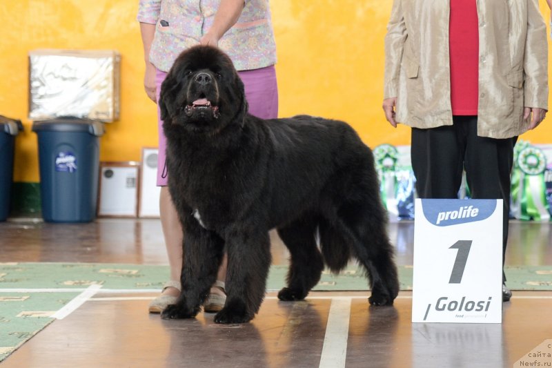 Фото: ньюфаундленд Даркфлайт Итта (Darkflight Itta)