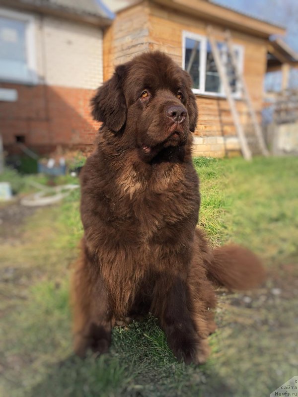 Фото: ньюфаундленд Наоми Таголири фор Браунблад (Naomi Tagoliri for Brouwnblood)