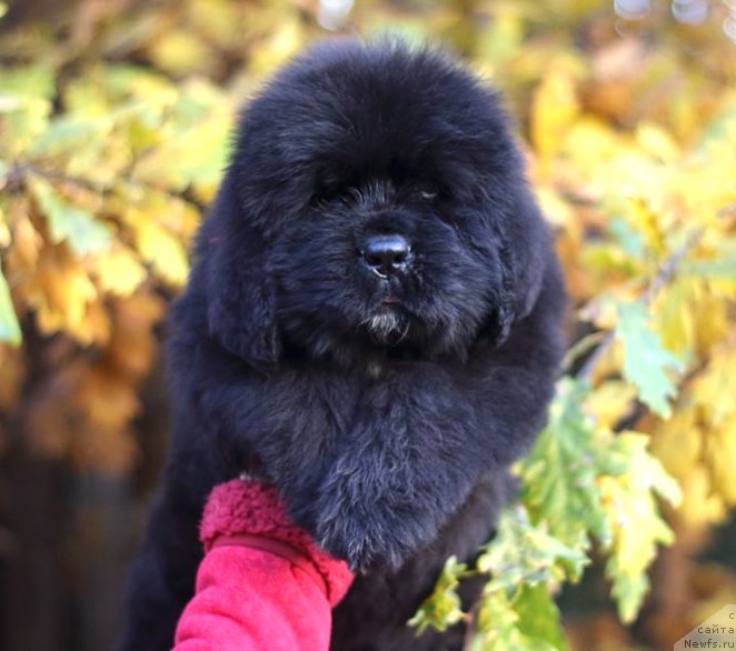 Фото: ньюфаундленд Eclipseofthemoon Newfoundlandhills Newfoundlandhills