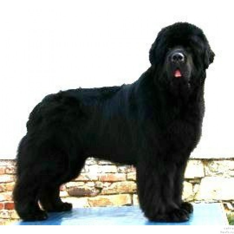 Фото: ньюфаундленд Bear's Cove Double Action