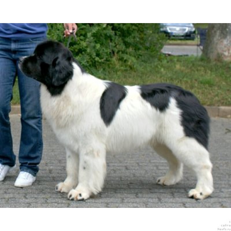 Фото: ньюфаундленд Moonshinelover's Narnia Grif